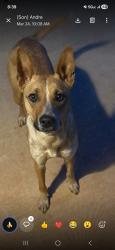 Lost Female Dog last seen Hampshire hills, Charlotte, NC 28215