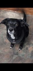Reunited Female Dog last seen Sr 16 and dairy road, St. Augustine, FL 32084