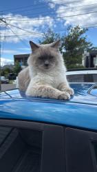 Lost Male Cat last seen Ely street Revesby , Revesby, NSW 2212