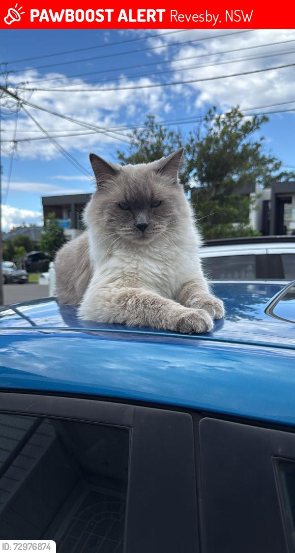 Lost Male Cat last seen Ely street Revesby , Revesby, NSW 2212