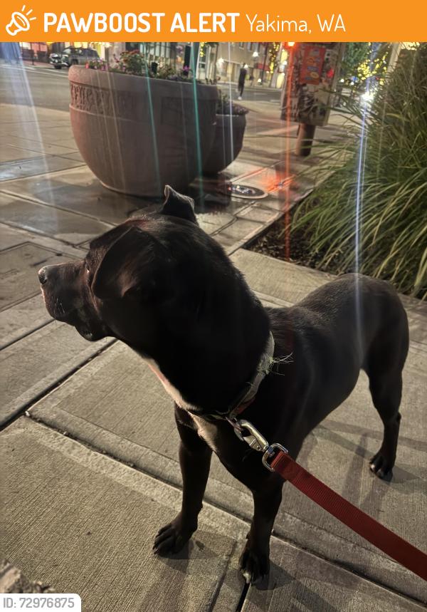 Found/Stray Male Dog last seen E Yakima ave and n 2nd st, Yakima, WA 98901
