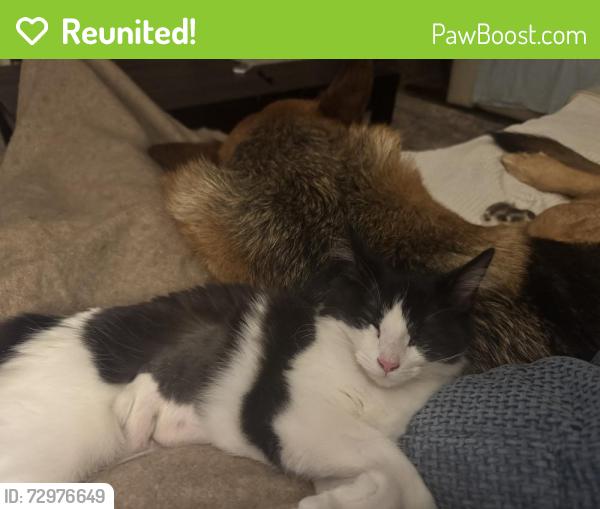 Reunited Female Cat last seen East Comstock/Glendora Mountain Rd. , Glendora, CA 91741