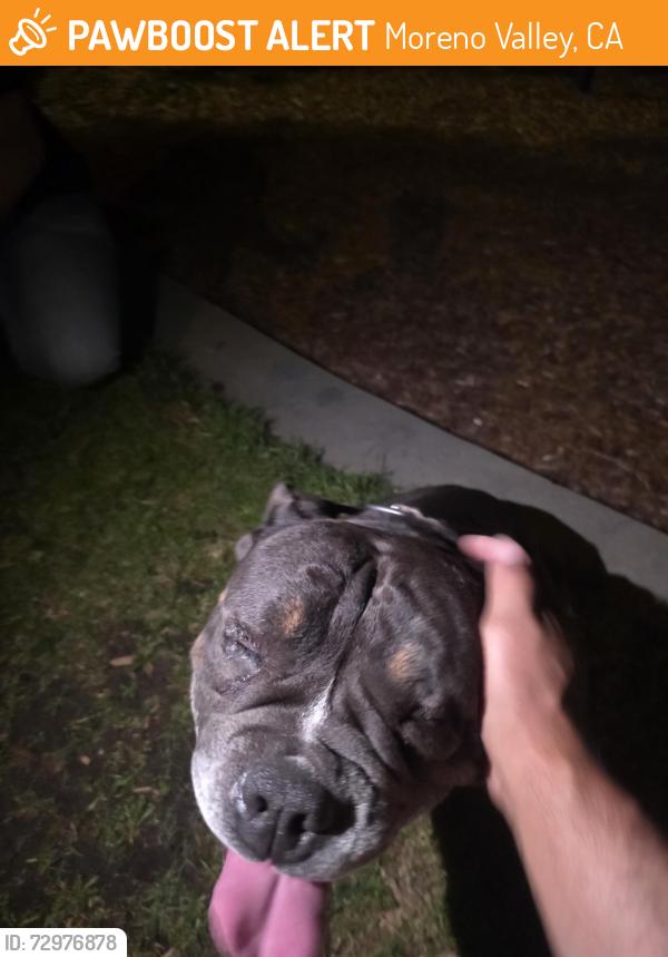 Found/Stray Unknown Dog last seen Alessandro Blvd and Frederick st, Moreno Valley, CA 92553