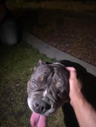 Found/Stray Unknown Dog last seen Alessandro Blvd and Frederick st, Moreno Valley, CA 92553