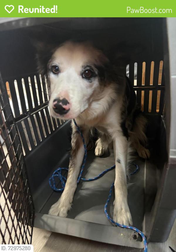 Reunited Female Dog last seen Easton pa, Phillipsburg, NJ 08865