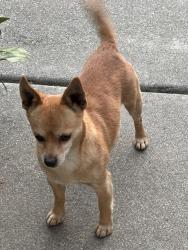 Found/Stray Unknown Dog last seen West F St. & Todd St. , Napa, CA 94558