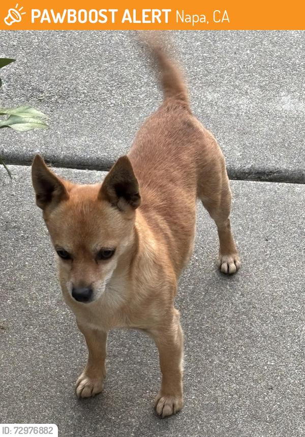 Found/Stray Unknown Dog last seen West F St. & Todd St. , Napa, CA 94558
