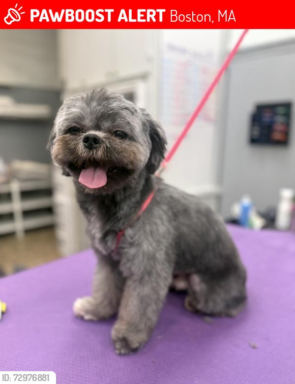 Lost Male Dog last seen In complex across from Cathedral church/ South End Area, Boston, MA 02118