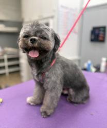 Lost Male Dog last seen In complex across from Cathedral church/ South End Area, Boston, MA 02118
