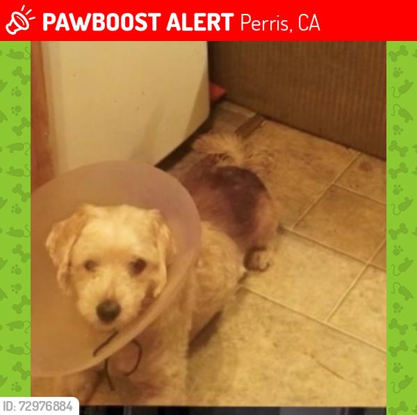 Deceased Male Dog last seen Near Terrace Ave, Perris, CA 92570
