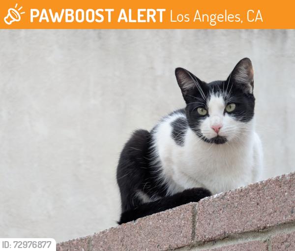 Found/Stray Female Cat last seen 25th & Cabrillo, Los Angeles, CA 90731