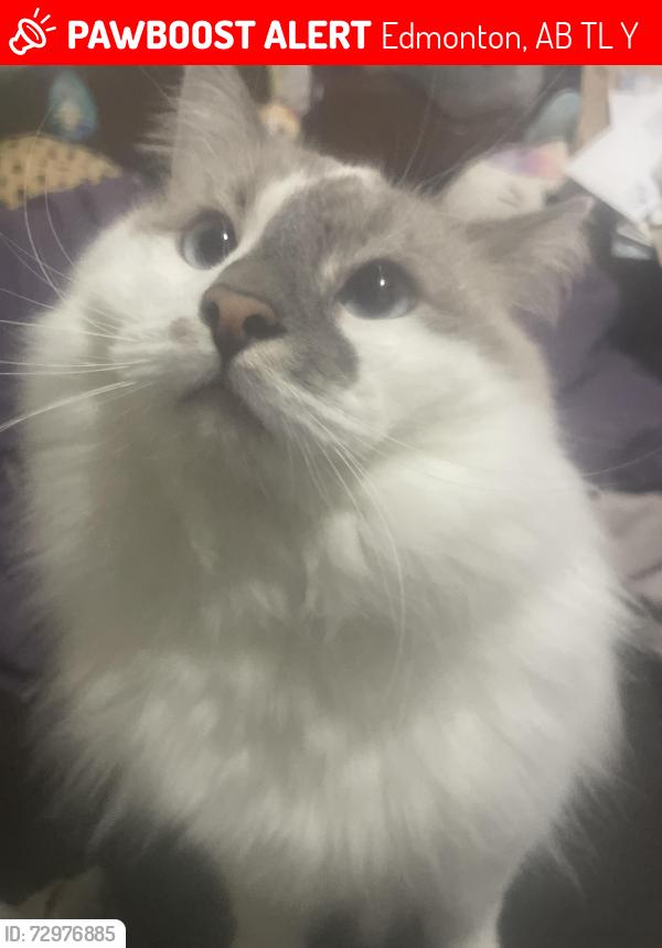 Lost Male Cat last seen 50th st. & Millwoods Road South, Edmonton, AB T6L 6Y6