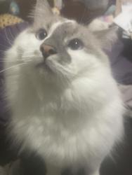 Lost Male Cat last seen 50th st. & Millwoods Road South, Edmonton, AB T6L 6Y6