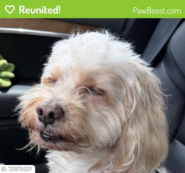 Reunited Male Dog last seen Pico and barrington , Los Angeles, CA 90064