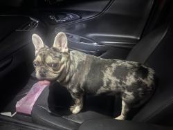 Reunited Female Dog last seen Kingspoint Dr, Houston, TX 77089