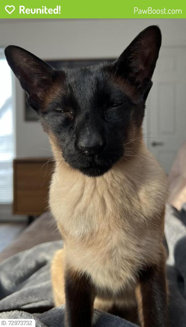 Reunited Male Cat last seen Arnprior farm, Arnprior, Scotland FK8 3HA