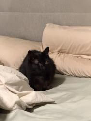 Reunited Female Cat last seen Near royal north shore hosp, Greenwich, NSW 2065