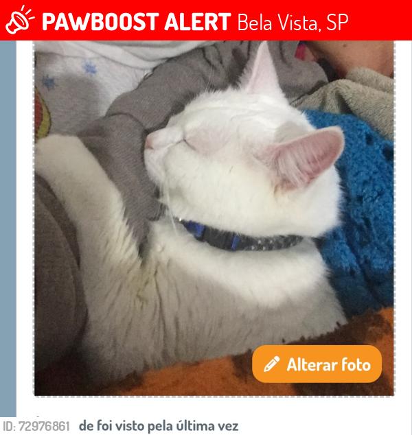 Lost Female Cat last seen Centro, Bela Vista, SP 
