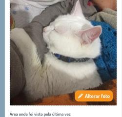 Lost Female Cat last seen Centro, Bela Vista, SP 