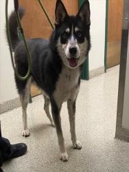 Shelter Stray Male Dog last seen SCOTT CREEK BLVD, Fremont, CA 94538