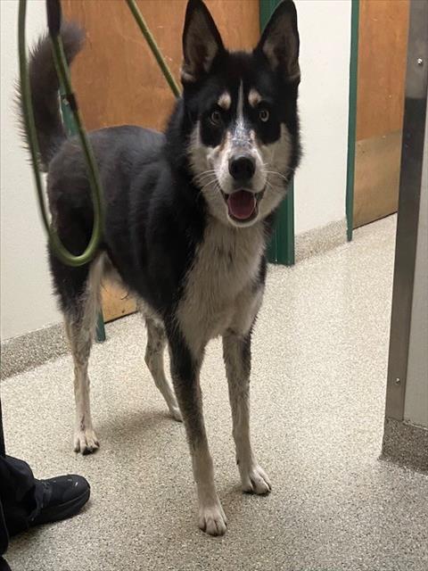 Shelter Stray Male Dog last seen SCOTT CREEK BLVD, Fremont, CA 94538
