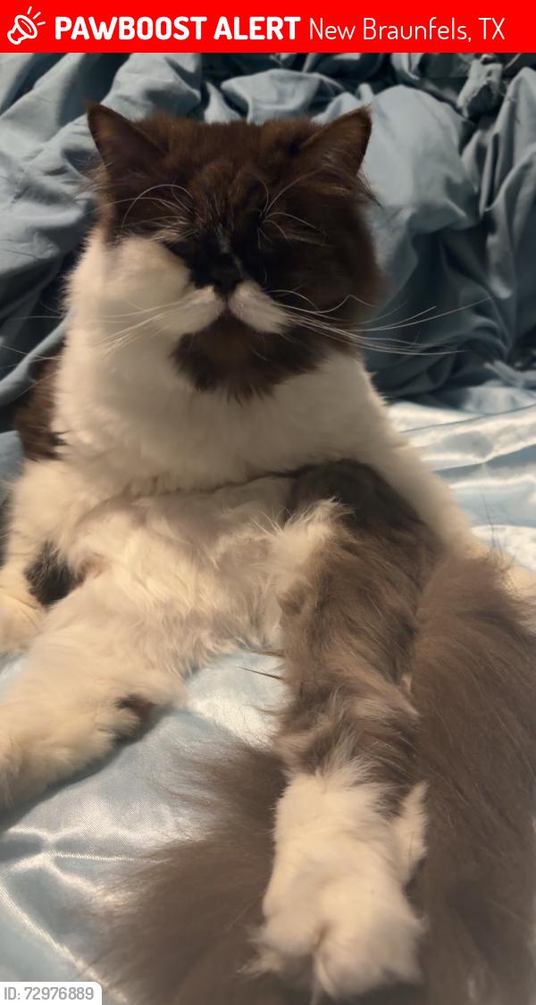 Lost Female Cat last seen Oak creek apmts , New Braunfels, TX 78130