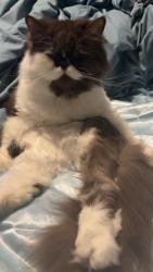 Lost Female Cat last seen Oak creek apmts , New Braunfels, TX 78130