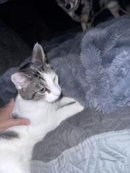 Reunited Male Cat last seen Near 7th st nw , Largo, FL 33770