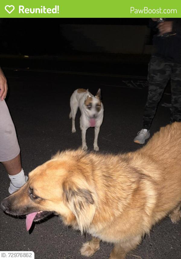 Reunited Unknown Dog last seen Kalmia and Lasselle St, Moreno Valley, CA 92557