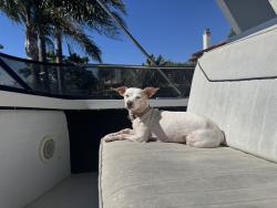 Reunited Female Dog last seen Napoli dr, Oxnard, CA 93035