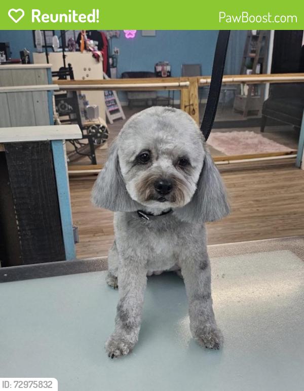 Reunited Female Dog last seen Wellwood St, Corpus Christi, TX 78410, USA, Corpus Christi, TX 78410