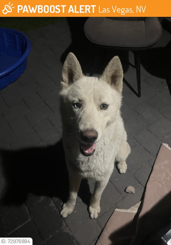 Found/Stray Male Dog last seen Lake Mead / Pecos, Las Vegas, NV 89115