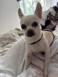 Found/Stray Female Dog last seen Sunset and martel, Los Angeles, CA 90046