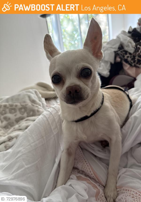 Found/Stray Female Dog last seen Sunset and martel, Los Angeles, CA 90046