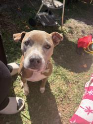 Reunited Female Dog last seen Bingham drive / the tribute by strike middle school , Frisco, TX 75036