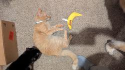Reunited Male Cat last seen Hollywood Hgts road , Caseyville, IL 62232