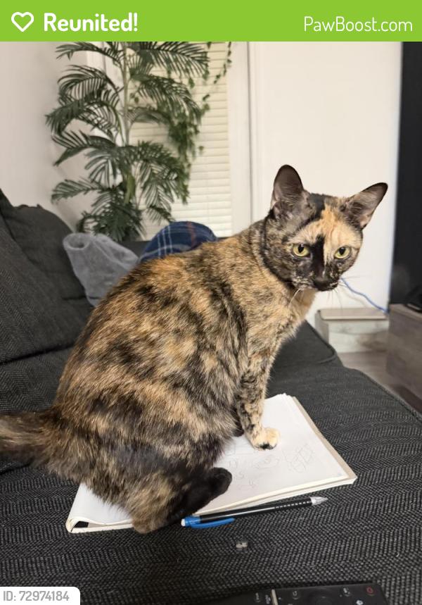Reunited Female Cat last seen Near Wescott Blvd, Summerville, SC 29485, USA, Summerville, SC 29485