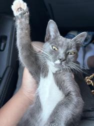 Lost Female Cat last seen Broadway alley, Sacramento, CA 95817
