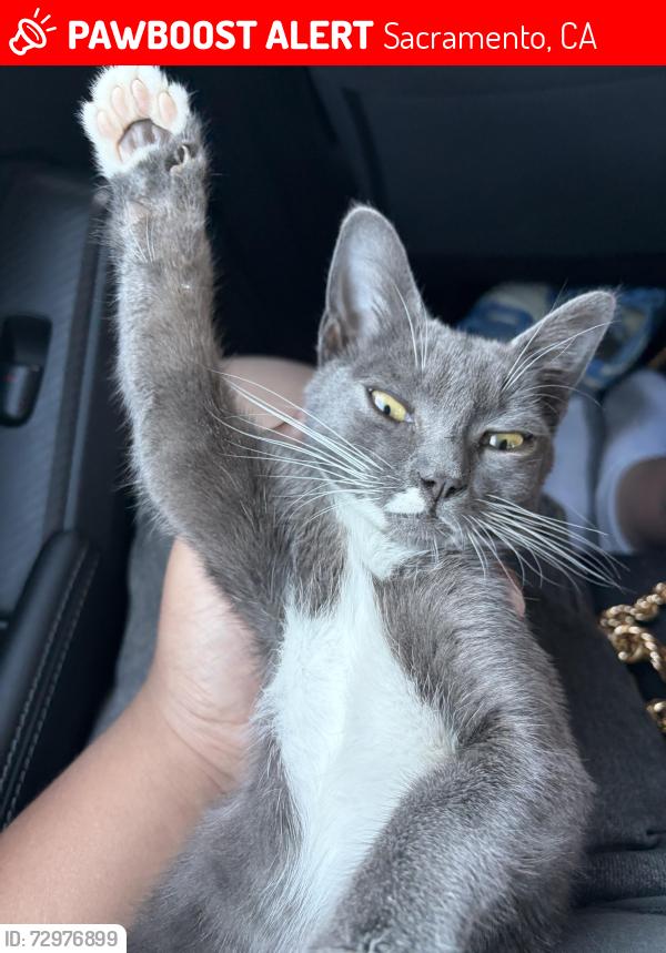 Lost Female Cat last seen Broadway alley, Sacramento, CA 95817