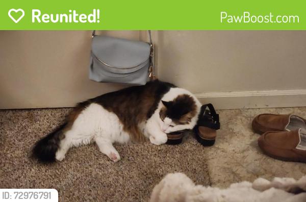 Reunited Male Cat last seen 209th, Intel, Aloha, OR 97007