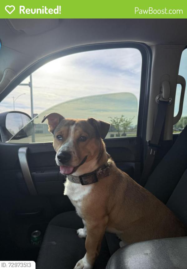 Reunited Male Dog last seen Mead & 3rd, Yakima, WA 98902
