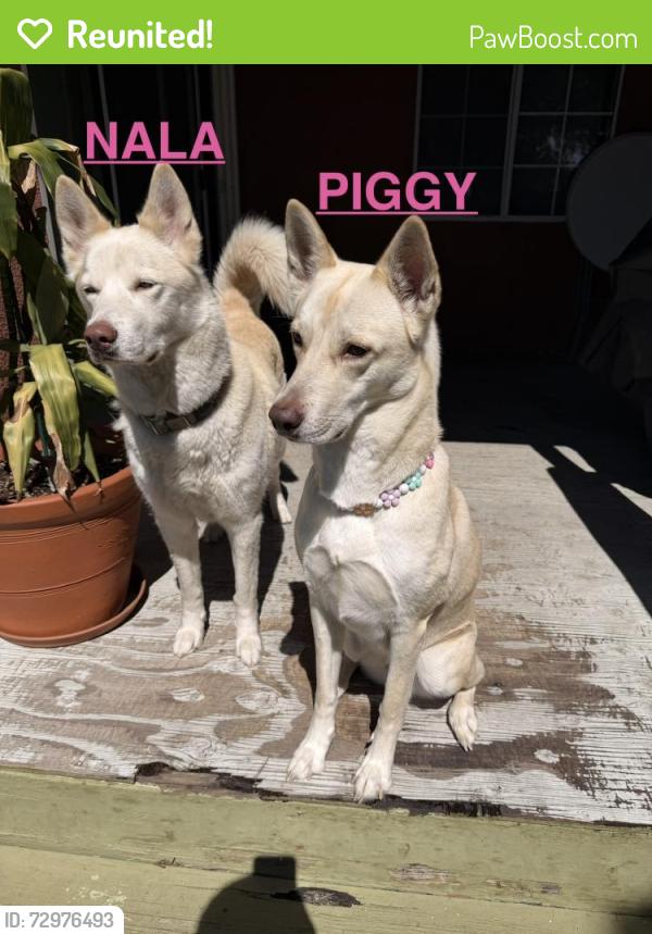 Reunited Female Dog last seen Osborne/ Nordhoff, Los Angeles, CA 91331