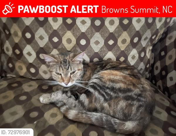 Lost Female Cat last seen autumn forest, Browns Summit, NC 27214