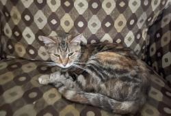 Lost Female Cat last seen autumn forest, Browns Summit, NC 27214
