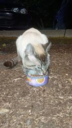 Found/Stray Male Cat last seen The bluffs apmts , Everett, WA 98201