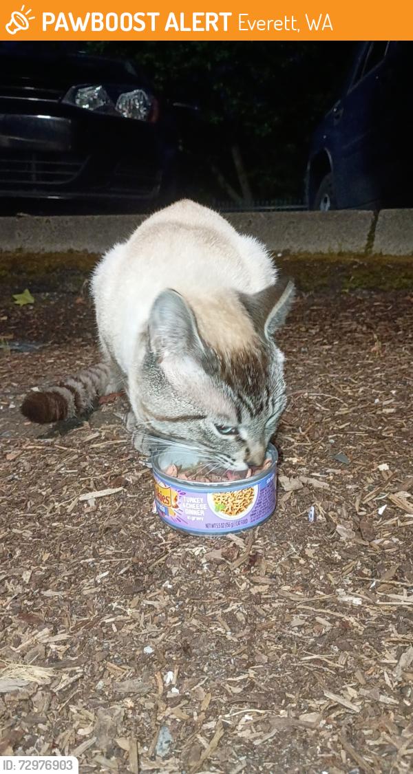 Found/Stray Male Cat last seen The bluffs apmts , Everett, WA 98201