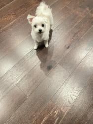 Reunited Female Dog last seen Douglaston pkwy, Queens, NY 11362