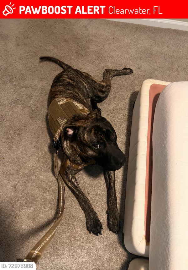 Lost Male Dog last seen Dollar general on S Belcher, Clearwater, FL 33764