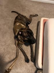 Lost Male Dog last seen Dollar general on S Belcher, Clearwater, FL 33764
