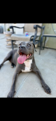 Lost Female Dog last seen Pearblossom hwy, Palmdale, CA 93552